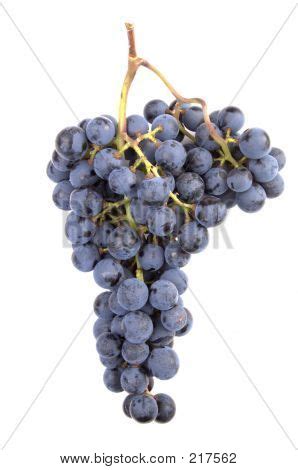 Pinot Noir Grapes Image & Photo (Free Trial) | Bigstock