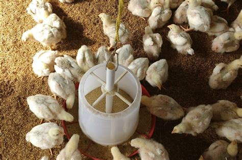 BASIC APPROACHES FOR FEEDING AND WATERING POULTRY