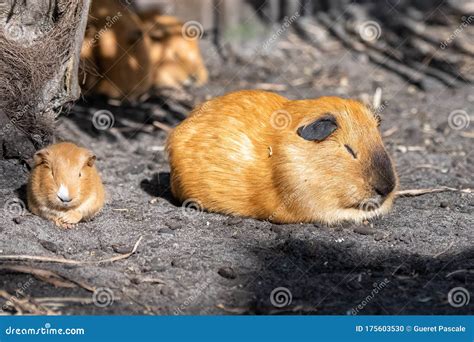 Guinea Pig, Cuy, Cute Animals Stock Photo - Image of isolated, cochon ...