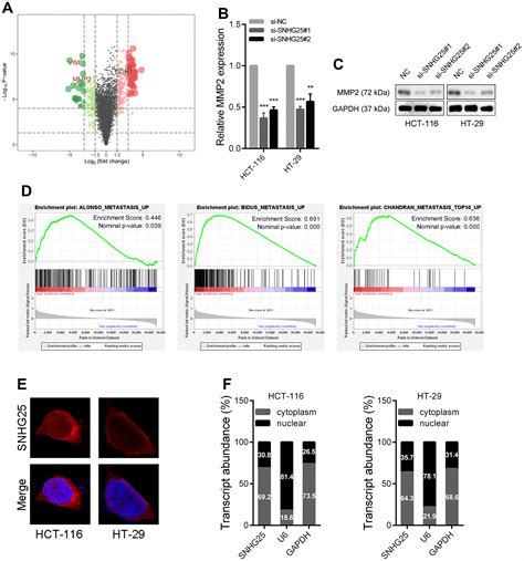 SNHG25 Promotes Colorectal Cancer Metastasis By Regulating MMP2