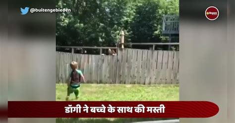 Two Year Old Playing Fetch With Neighbor Dog Viral डॉगी ने दो साल के