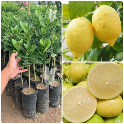 Jual Bibit Tanaman Jeruk Lemon Jumbo Montaji Tanpa Biji Okulasi