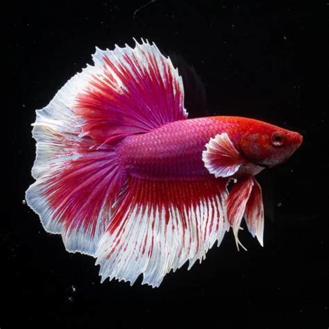 Jual Cupang Hias Halfmoon Male Betta Fish Halfmoon Random Shopee