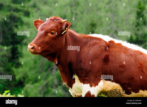 Pinzgauer Cattle Stock Photo - Alamy