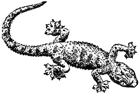 Gecko | ClipArt ETC