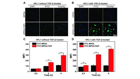 A B Clsm Images Of Hfl Cells Treated Without With Tgf Uptake