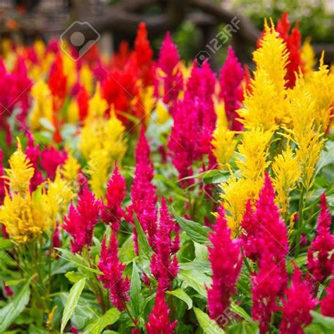 Celosia Argentea Plumosa Caixa 10 Unidades Plantas Floridas — Flores