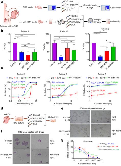 Development Of A PAK4 Targeting PROTAC For Renal Carcinoma Therapy