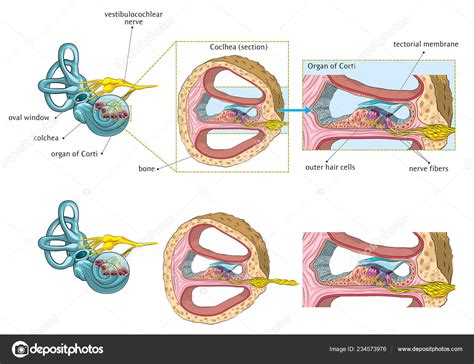 Illustrazione Vettoriale Dell Anatomia Base Dell Orecchio Interno Umano