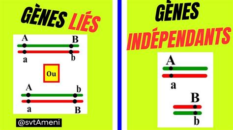 Comment faire la différence entre gènes liés et gènes indépendants