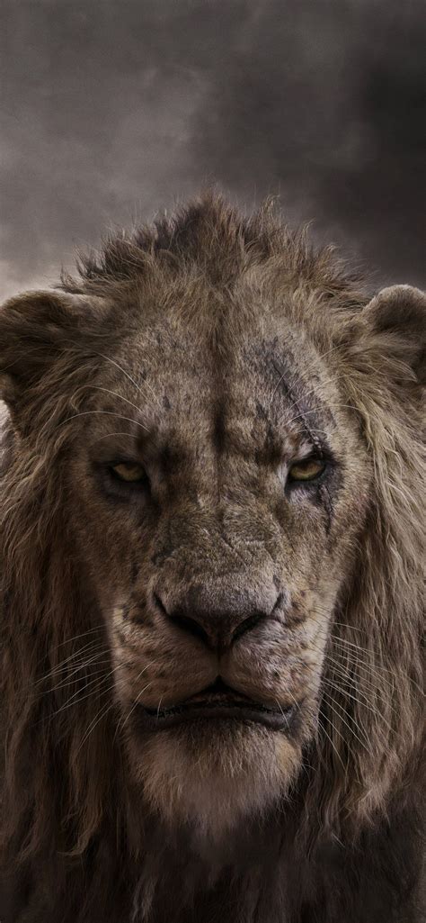 Lion iPhone Wallpapers - Wallpaper Cave