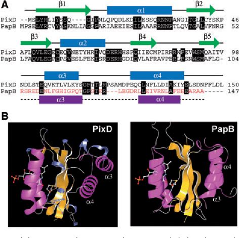 Figure From A Pixd Papb Chimeric Protein Reveals The Function Of The