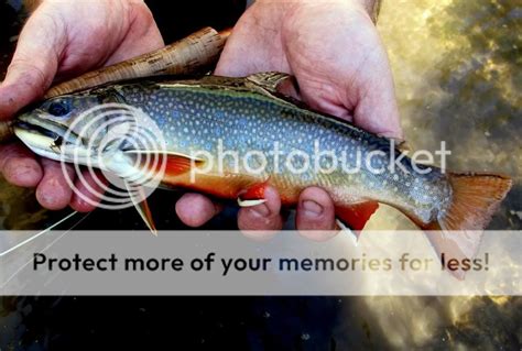 Wisconsins Inland Trout Records Salmon And Trout In Depth Outdoors