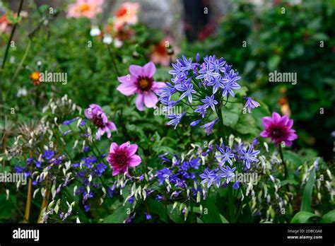 Agapanthusdahlia Blue Bayou Blue Purpleflowersflowerflowering