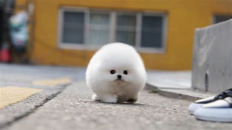 White teacup pomeranian 'BOBBY' │Miniteacuppuppy - YouTube