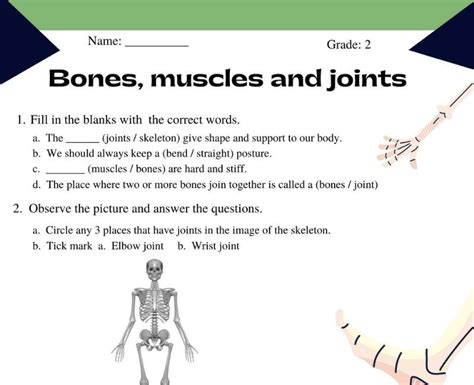 Muscles And Bones Worksheet