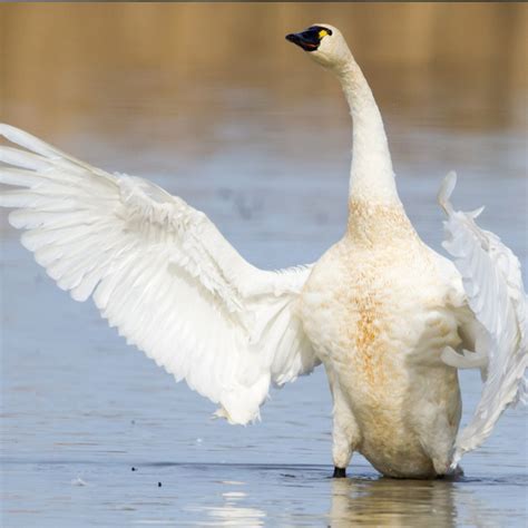 Tundra Swan – California Ricelands Waterbird Foundation