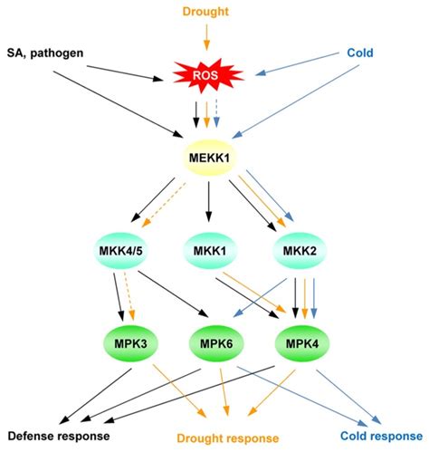 Simplified Model Of The Map Kinase Cascade Mainly Focusing On