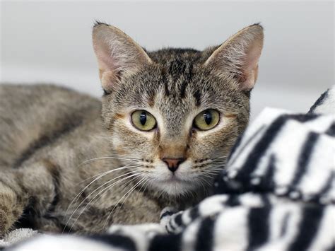 Williamson County Regional Animal Shelter - Home | Facebook