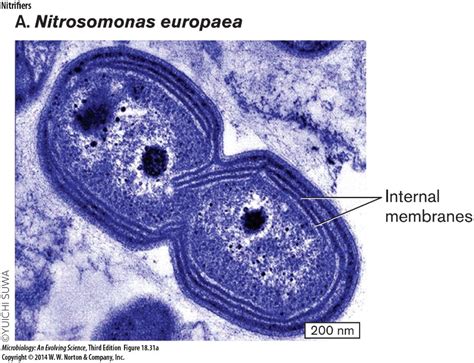 Nitrosomonas And Nitrobacter