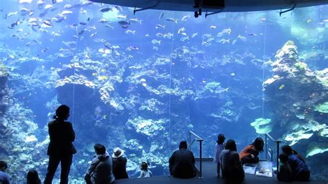 Philippine Coral Reef Steinhart Aquarium California Academy Of Sciences