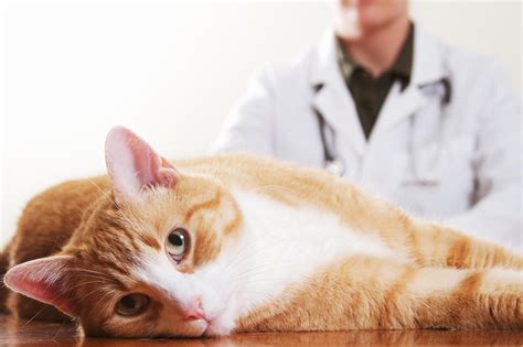 What Is Feline Asthma Feline Cat Care Cats