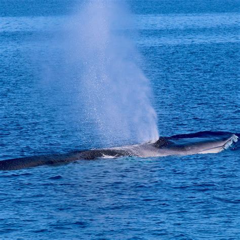 Tavolara Balene Nell Area Marina Protetta Ogliastra Vistanet