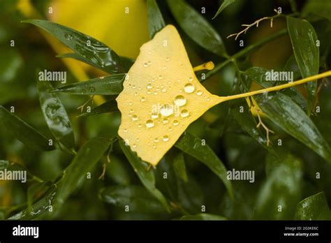 Feuille De Gingko Papier Peint Banque De Photographies Et Dimages à