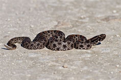 How Many Babies Do Rattlesnakes Have And How Often