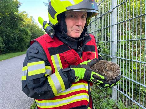 Tierrettung Igel Steckt In Zaun Fest Feuerwehr Eilt Zu Hilfe Baden