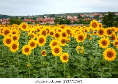 6,132 Sunflower Field House Images, Stock Photos, 3D objects, & Vectors ...