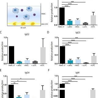 Progenitor Cells Suppress The Production Of Immunoglobulins Antibody