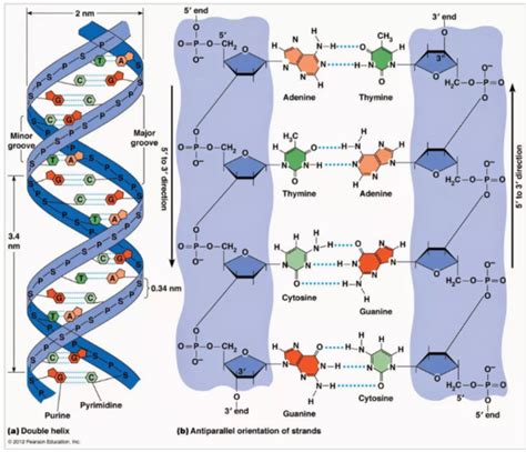 Historia De La Bioqu Mica Microbiana Timeline Timetoast Timelines