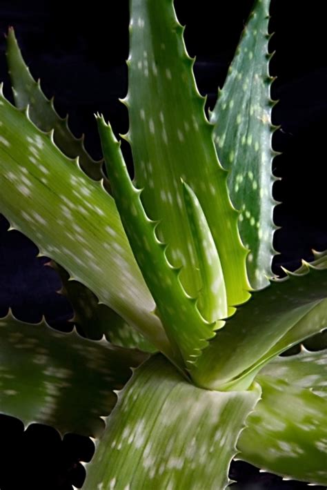 20 Different Types of Aloe Plants - Garden Lovers Club