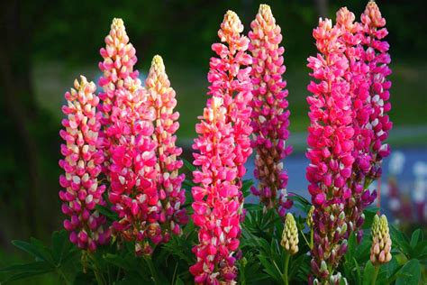 Lupine, Lupinus - planting and advice on caring for it