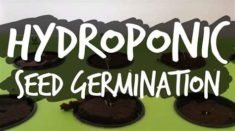 Germinating Seeds For Hydroponics Youtube