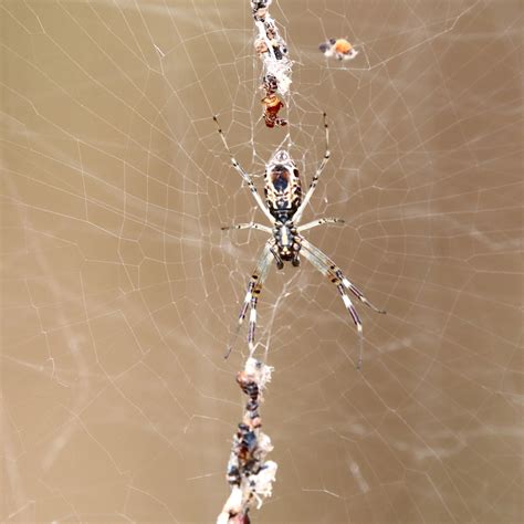 Australian Golden Orbweaver From Opalton Qld Australia On