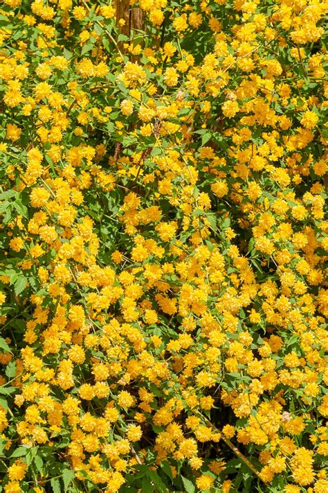 Dry shade plants 15 of the best perennials and shrubs for dry shade