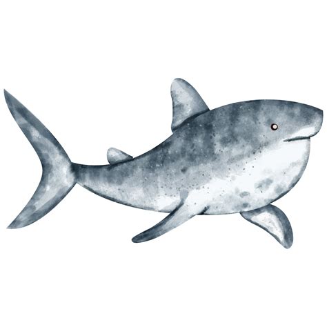 Watercolor Shark Sea Animal 23323710 Png