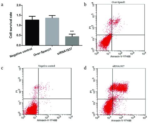 Sparcl1 Inhibition Decreases Cell Survival Rate And Increases Download Scientific Diagram