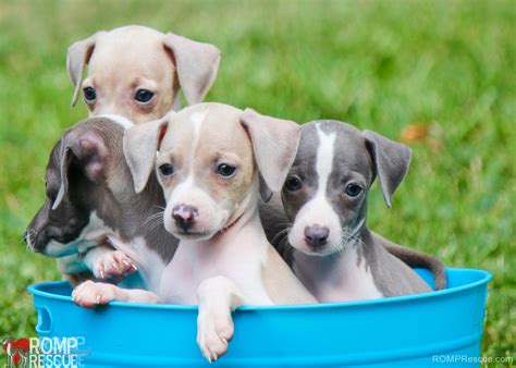 Chicago Italian Greyhound PuppiesROMP Italian Greyhound Rescue Chicago