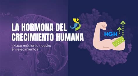 La Hormona Del Crecimiento Humana ¿hace MÁs Lento El Envejecimiento