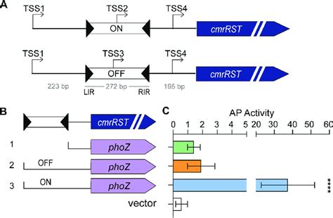 Mapping Of Transcriptional Start Sites Tss Upstream Of Cmrrst A Download Scientific