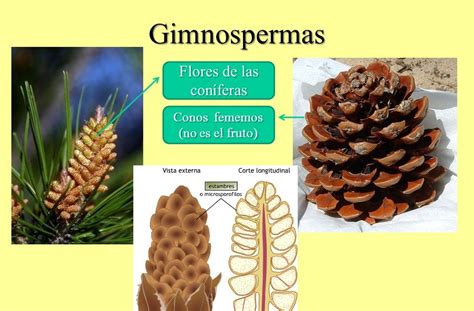 Qu Son Las Plantas Gimnospermas Sooluciona