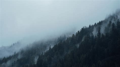 Conifers Mountains Fog - Free photo on Pixabay