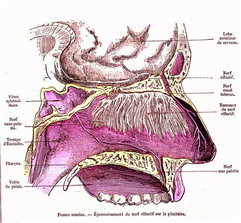 Structure Of The Nose Anatomy