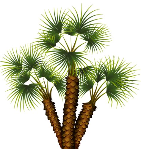 Palm Tree Png