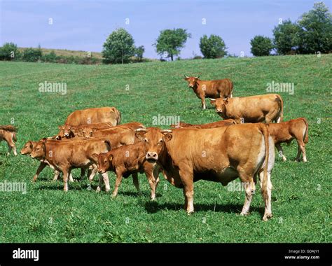 Limousin Domestic Cattle Cows And Calves Stock Photo Alamy