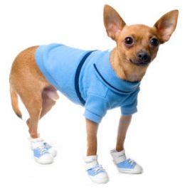 How Much Should Chihuahua Clothes Cost - Chihuahua Clothes Blog