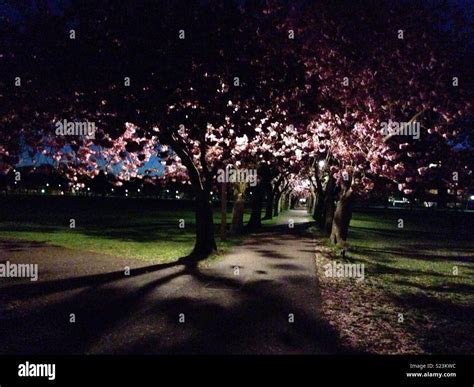 Cherry Blossom Night Stock Photo - Alamy